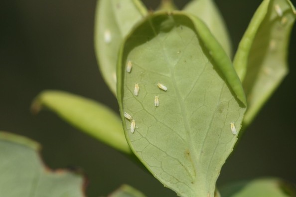 블루베리 스마트팜 ‘병해충 동시 방제...